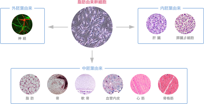 脂肪由来幹細胞 イメージ